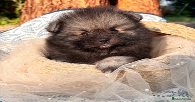Pomerania perros - Anuncio 7
