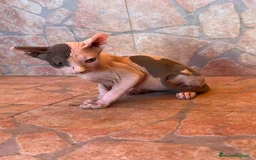 Sphynx gatos en venta: Cachorros de gato sphynx  - Imagen 6