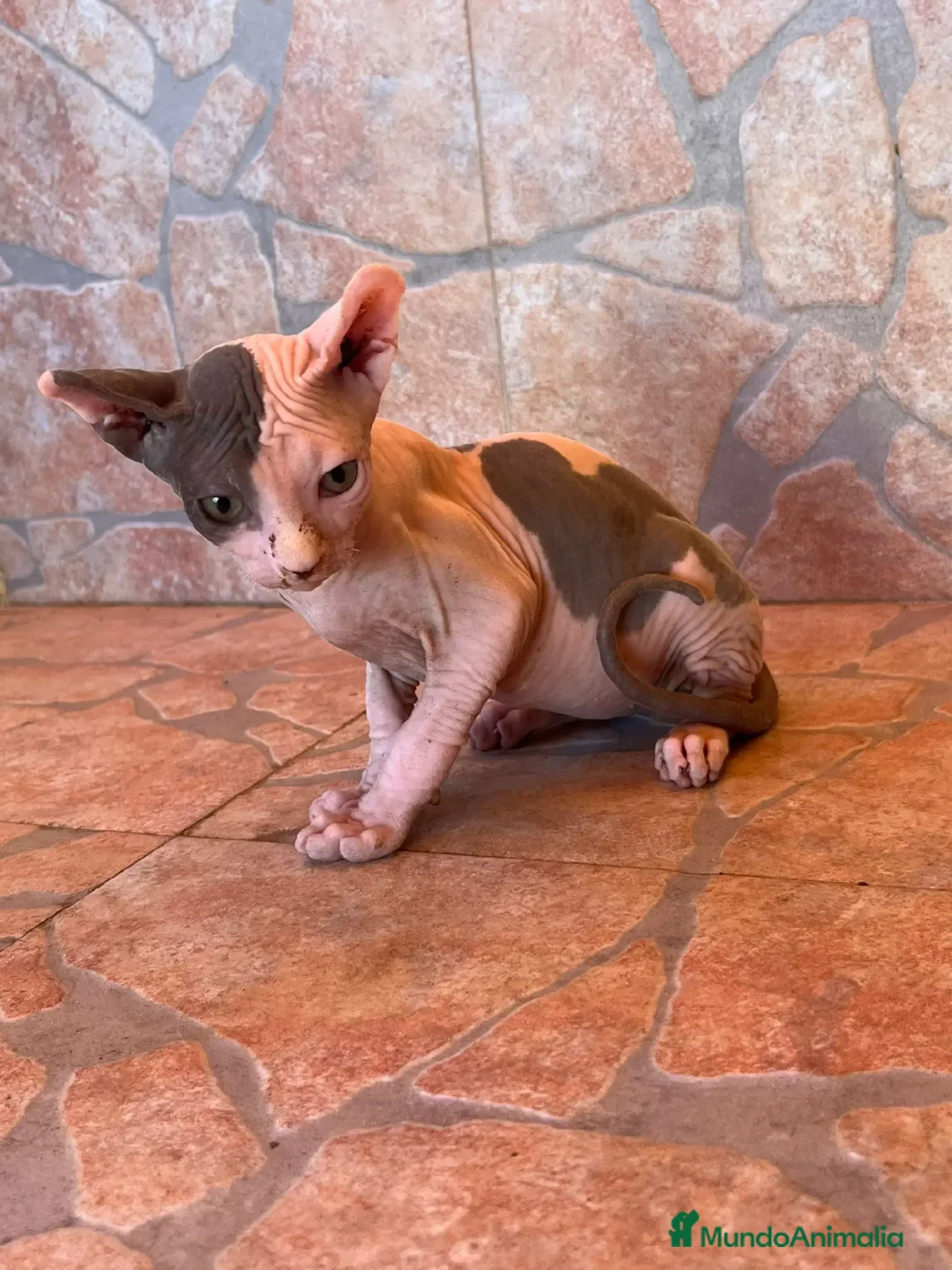 Sphynx gatos en venta: Cachorros de gato sphynx  - Imagen 6