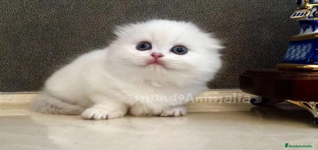 Imagen de galería {{count}}