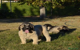 Mastín Español perros en venta: Mastin - Imagen 2