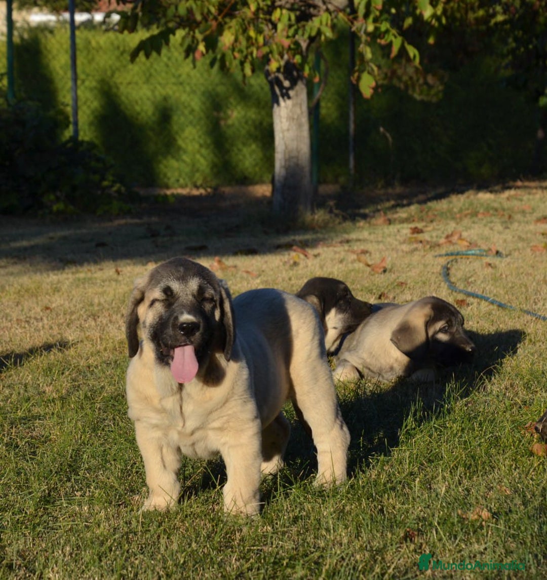 Mastín Español perros en venta: Mastin - Imagen 2