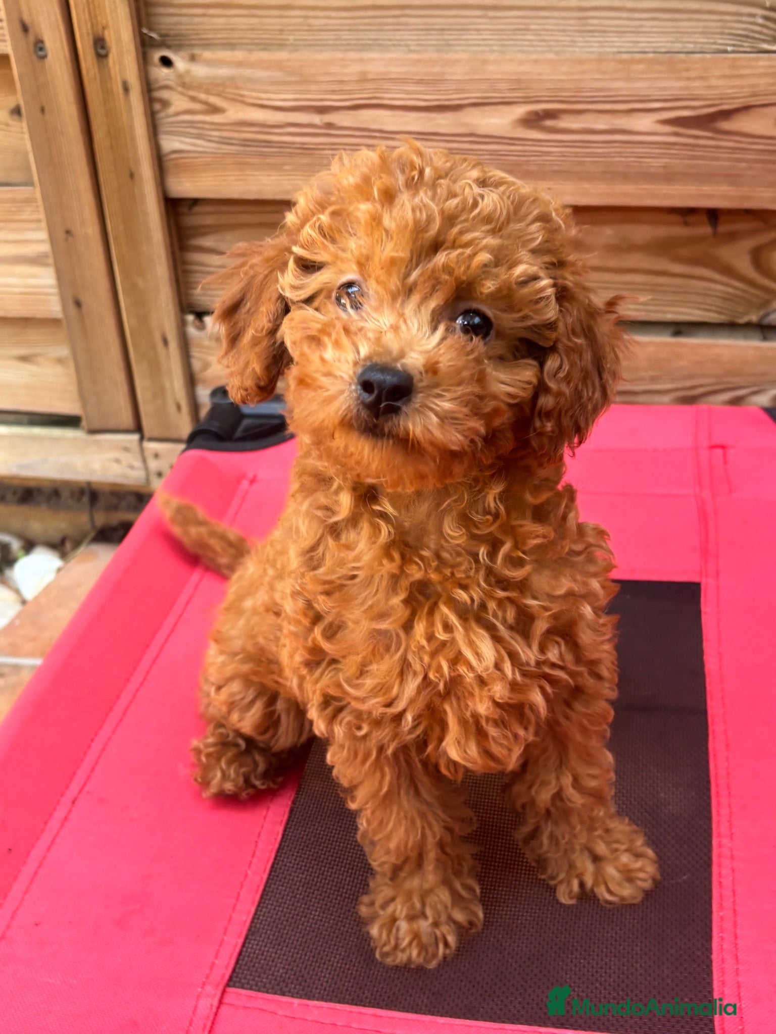 Caniche Toy perros Caniche Toy Hembras - Anuncio 6
