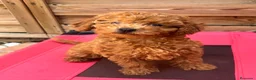 Caniche Toy perros en venta: Caniche Toy Hembras - Anuncio 1