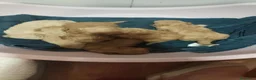 Caniche Toy perros en venta: Cachorros caniche toy 🧡 en Barcelona - Anuncio 3