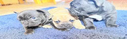 Bulldog Francés perros en venta: Buldog francés  - Anuncio 7