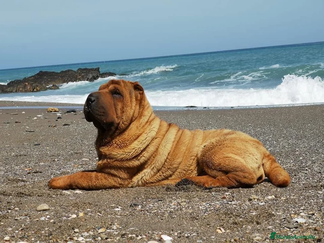 Shar Pei perros en venta: ULTIMA HEMBRA SHAR PEI  en Málaga - Anuncio 5
