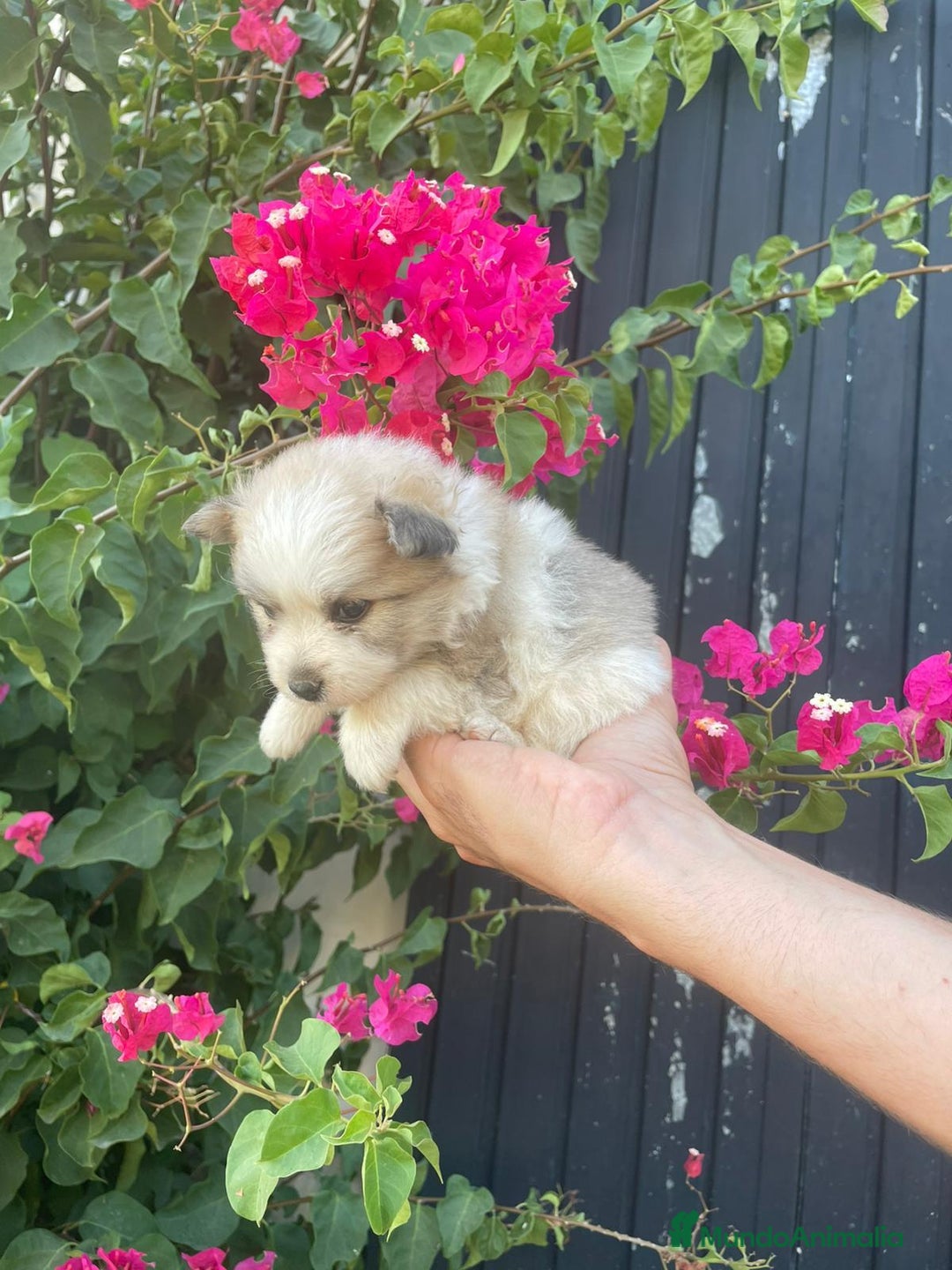 Pomerania perros en venta: Lulu pomerania  - Imagen 10