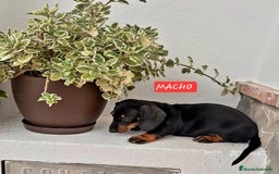 Teckel Miniatura perros en venta:  MACHO TECKEL  en Murcia - Imagen 4
