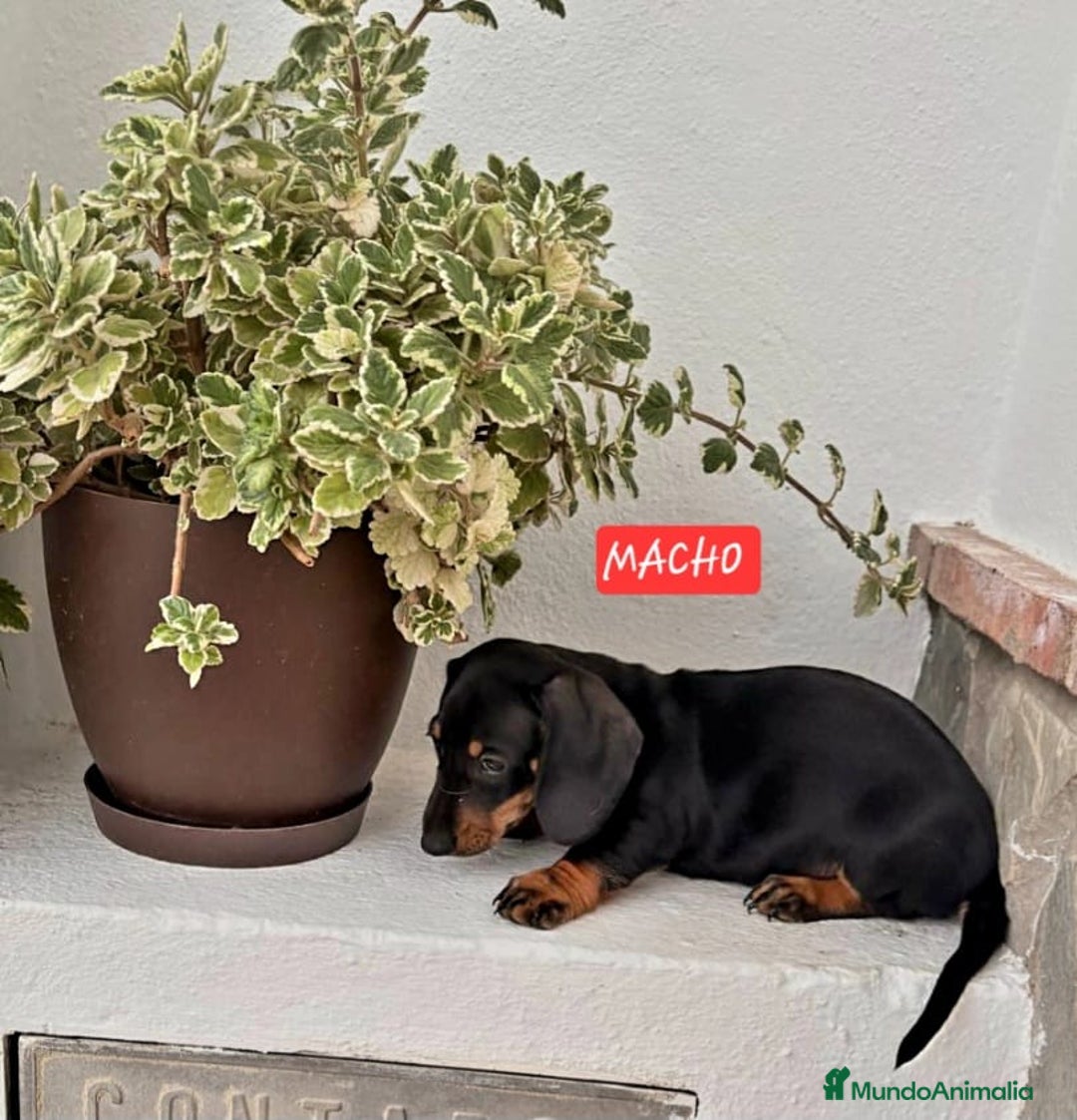 Teckel Miniatura perros en venta:  MACHO TECKEL  en Murcia - Imagen 4