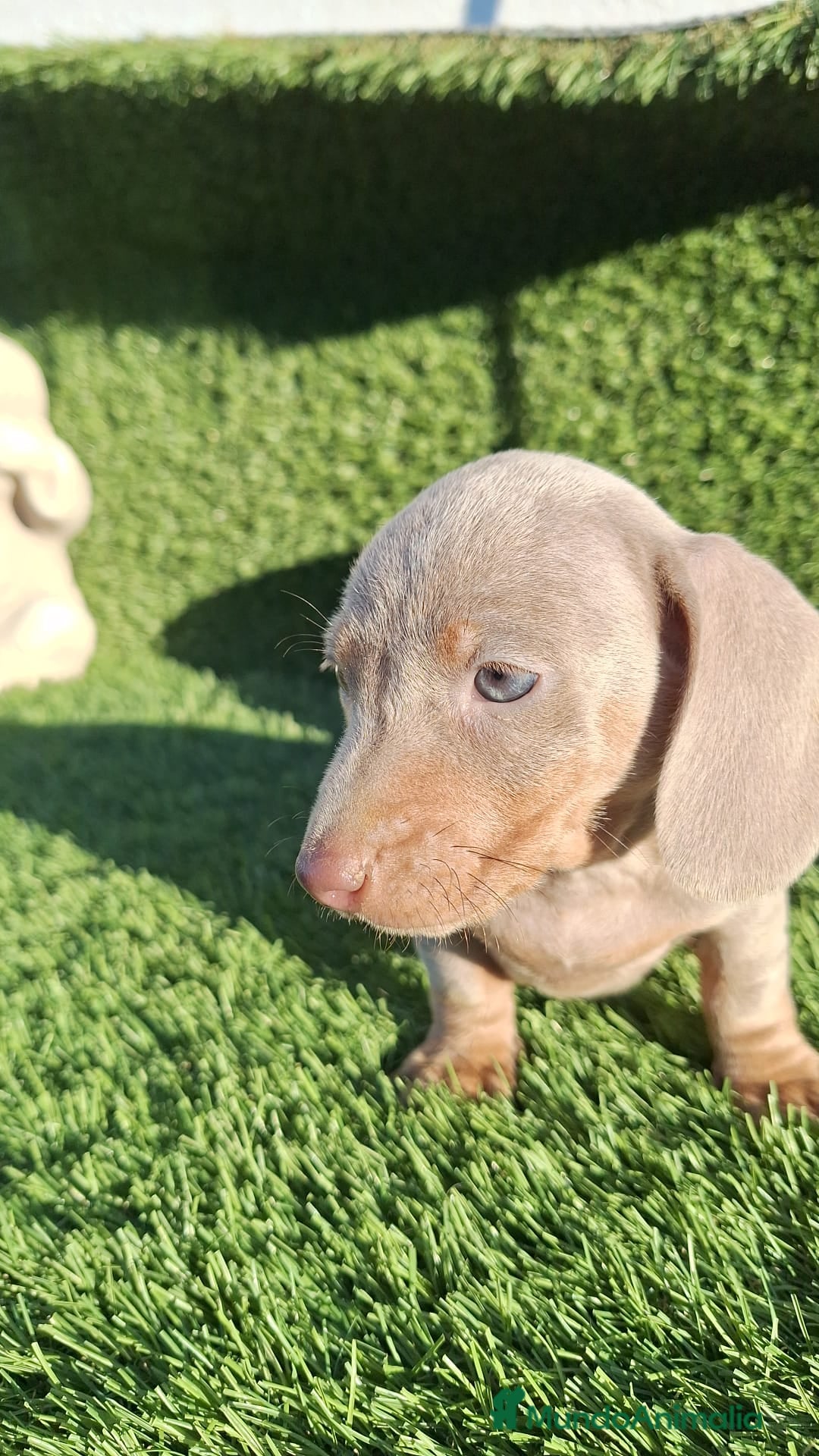 Teckel Miniatura perros en venta: Teckel kanichen isabela ojos claros  - Anuncio 2