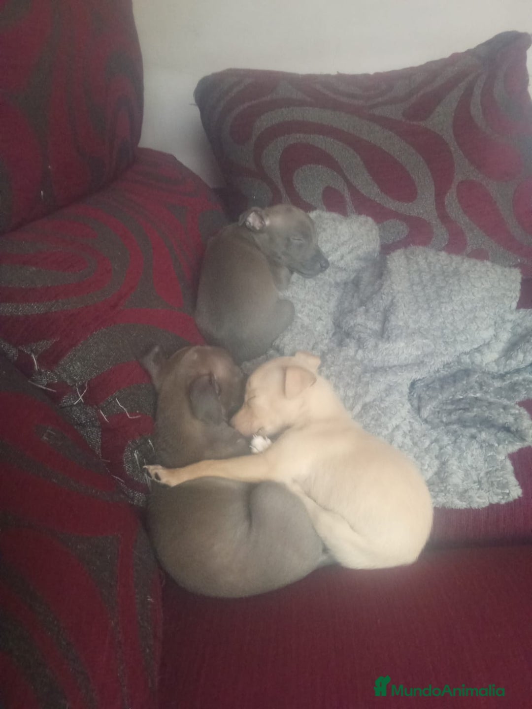 Pequeño Lebrel Italiano perros en venta: Lebrel italiano  - Imagen 3