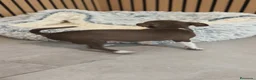 Chihuahua perros en venta: Chihuahua Toy  - Anuncio 8