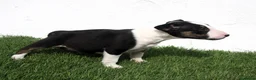 Bull Terrier perros en venta: Bull Terrier  - Anuncio 19