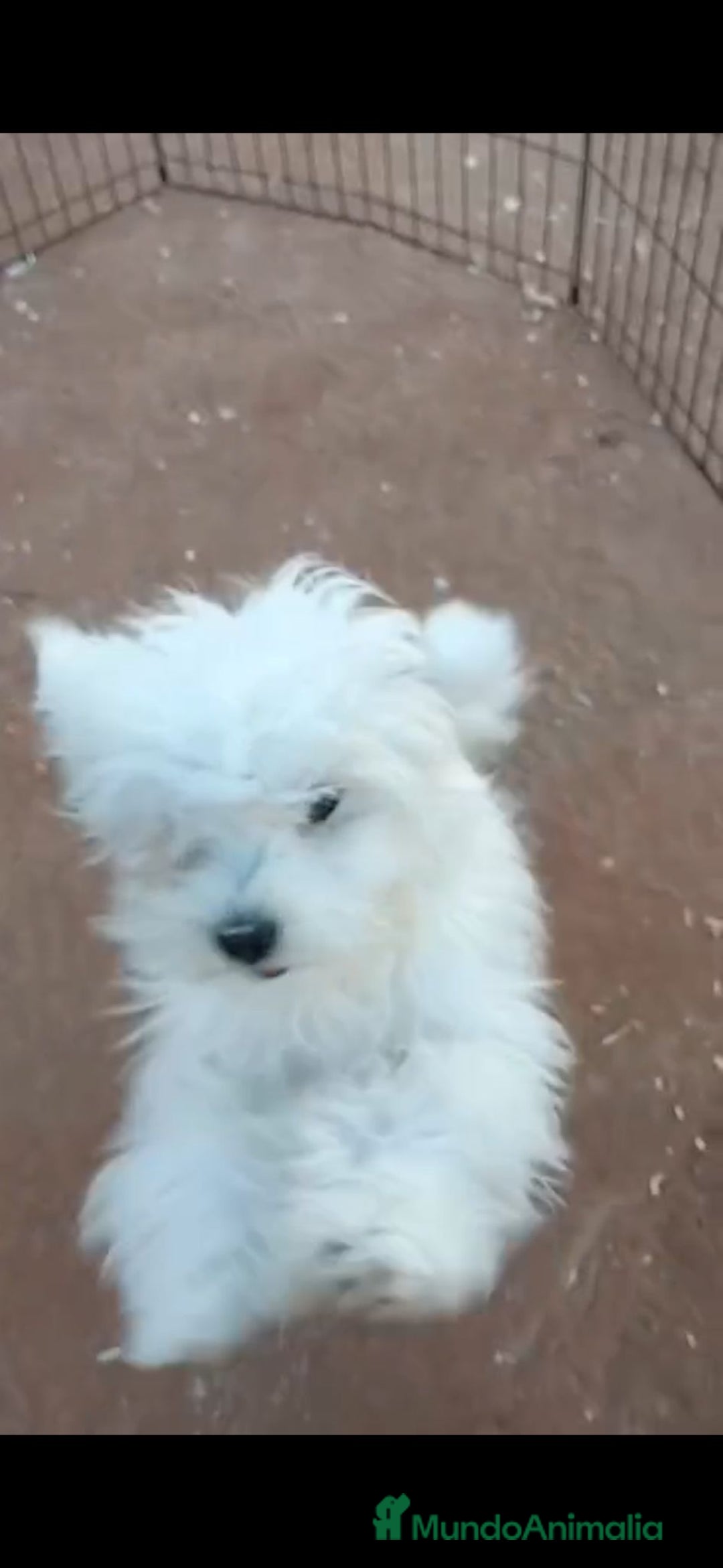 Bichón Maltés perros en venta: Bichon maltés 6 meses  - Anuncio 2