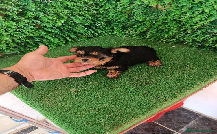 Yorkshire Terrier perros - Propaganda 1