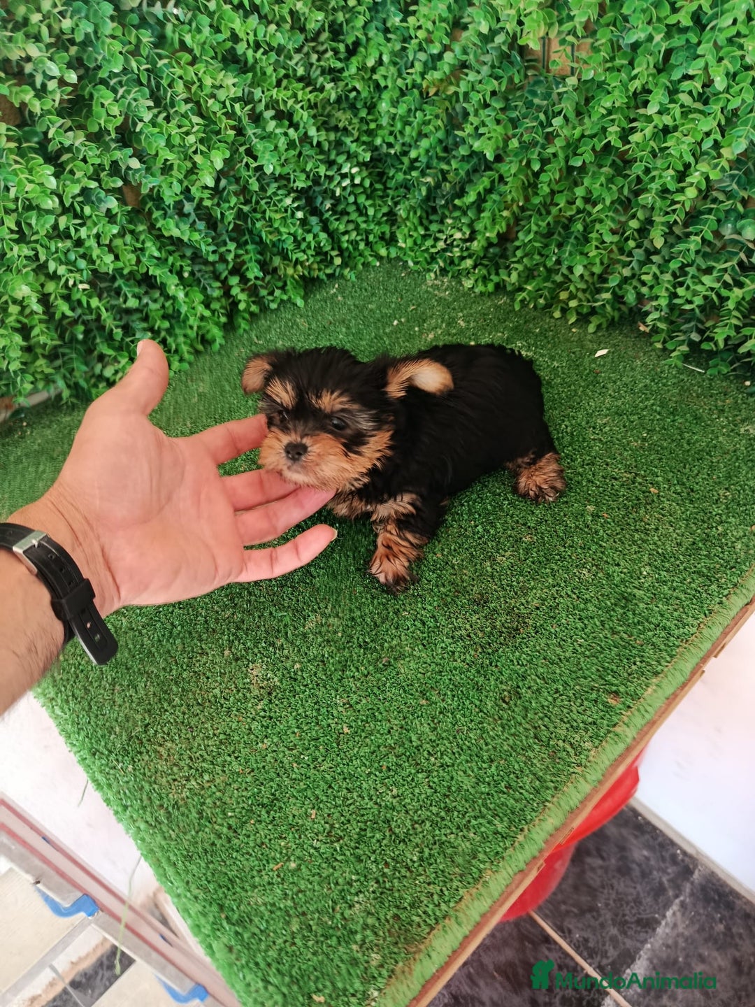 Yorkshire Terrier perros en venta: 🐾✨ Mini Yorkshire Toy Macho – ¡De Bolsillo! ✨🐾 - Imagen 1
