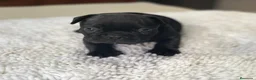 Bulldog Francés perros en venta: Cachorros de bulldog francés  - Anuncio 21