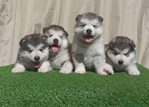 Alaskan Malamute perros Cachorros Alaskan Malamute - Anuncio 1