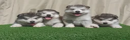 Alaskan Malamute perros en venta: Cachorros Alaskan Malamute en Segovia - Anuncio 1