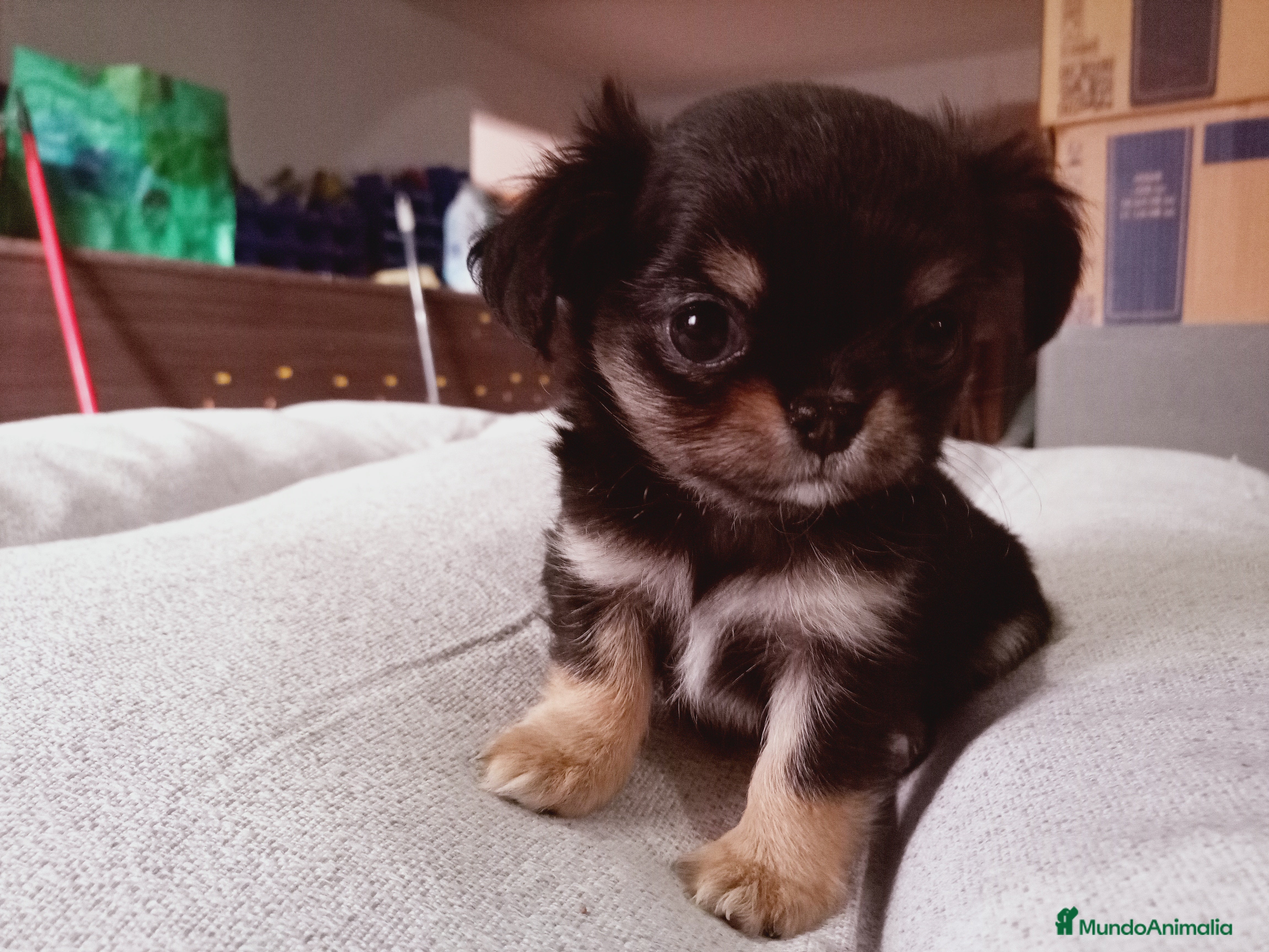 Chihuahua perros Camada de Sopa Chihuahua  - Anuncio 2