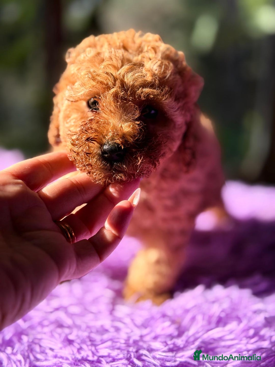 Caniche Toy perros en venta: CANICHE TOY APRICOT ESPECTACULAR - Anuncio 5