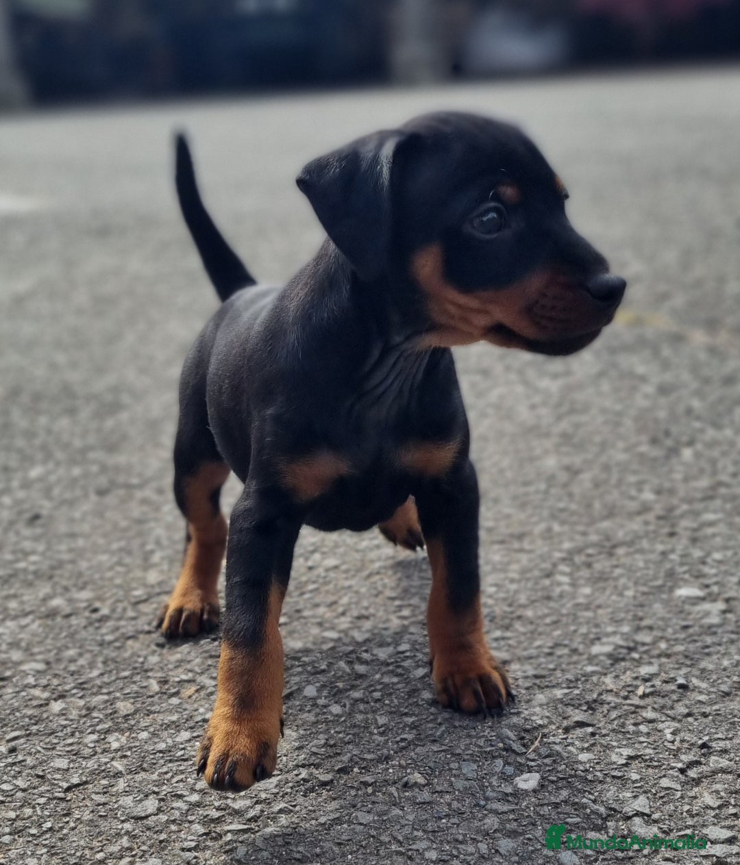 Pinscher Miniatura perros en venta: Pinscher miniatura.  Cachorro disponible - Anuncio 1