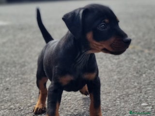 Pinscher Miniatura perros Pinscher miniatura. Cachorro disponible - Anuncio 1