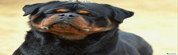Rottweiler perros en venta: Rottvale kennel criadero desde el año 2012 en Valencia - Anuncio 12