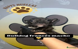 Bulldog Francés perros en venta: Cachorros Bulldog Francés – Machos - Imagen 5