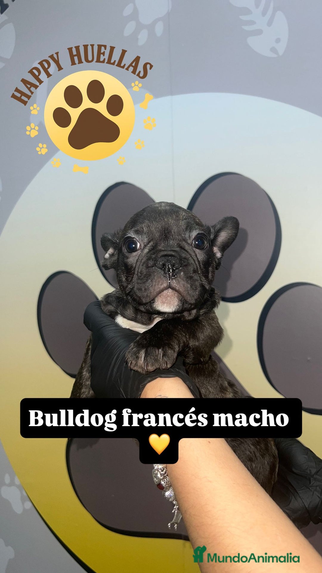 Bulldog Francés perros en venta: Cachorros Bulldog Francés – Machos - Imagen 5