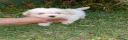 Bichón Maltés perros en venta: Bichón Maltés Machos y Hembras - Anuncio 8