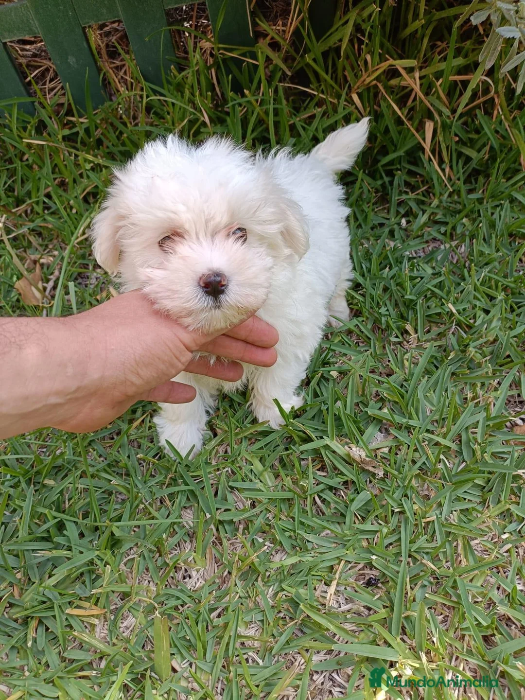 Bichón Maltés perros en venta: Bichón Maltés Machos y Hembras - Anuncio 8