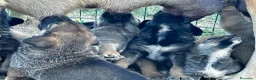Mastín Español perros en venta: Cachorros Mastín Esapañol Ganadero - Anuncio 4