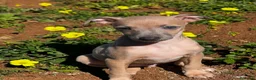 Pequeño Lebrel Italiano perros en venta: Cachorros de Galgo Italiano en Canarias en Santa Cruz de Tenerife - Anuncio 7