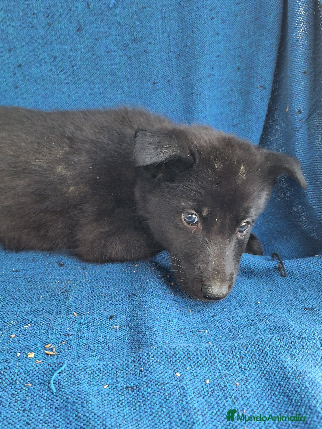 Otras razas perros en venta: PERRO LOBO AMERICANO  - Anuncio 4