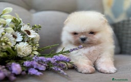 Pomerania perros en venta: POMERANIAS SUPER MINI - Imagen 1