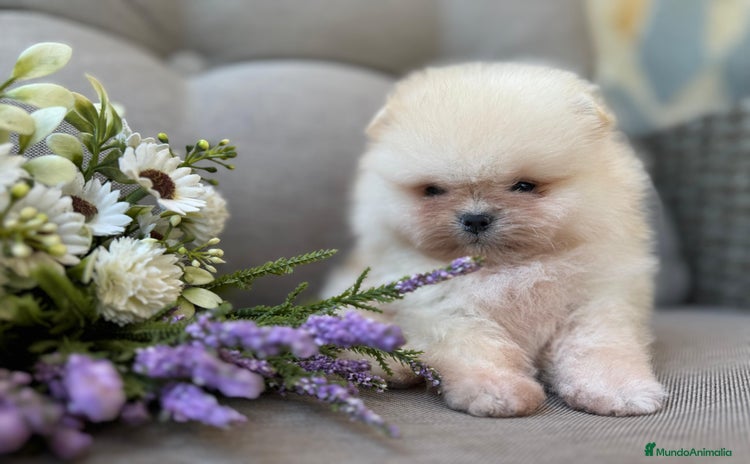 Pomerania perros - Propaganda 6