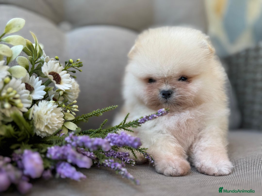 Pomerania perros en venta: POMERANIAS SUPER MINI - Imagen 1