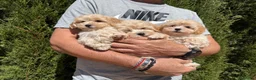 Maltipoo perros en venta: Maltipoo tres hermanitos buscan familia!! - Anuncio 5