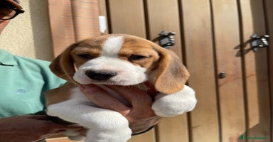 Beagle perros - Propaganda 5
