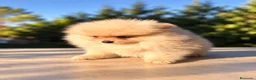 Pomerania perros en venta: Pomerania machos de líneas exclusivas y exóticas - Anuncio 3