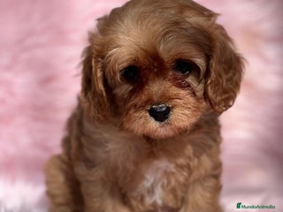 Cavapoo perros Cavapoo en Barcelona - Anuncio 6