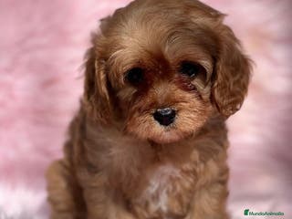 Cavapoo perros Cavapoo en Barcelona - Anuncio 8