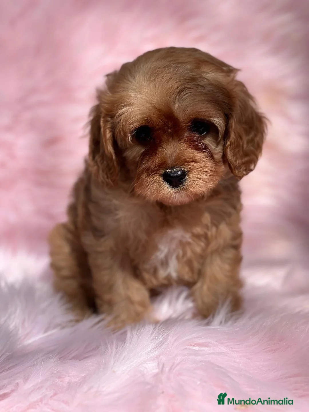 Cavapoo perros en venta: Cavapoo en Barcelona - Anuncio 1