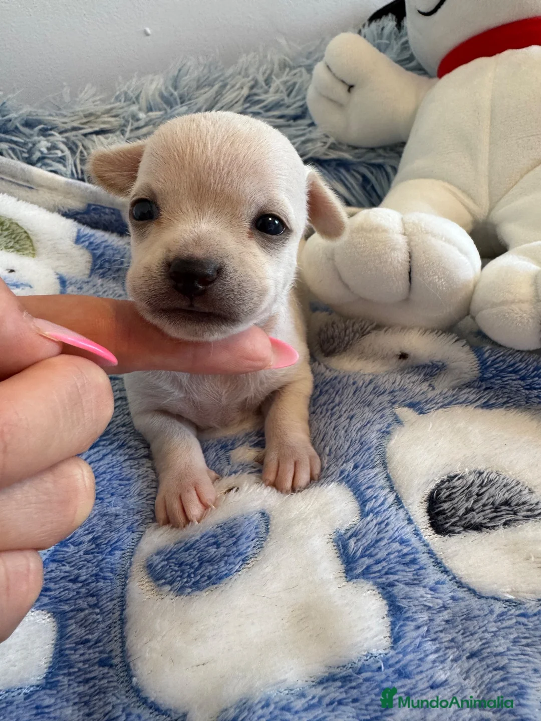 Chihuahua perros en venta: Chihuahuas cabeza manzana  - Anuncio 2
