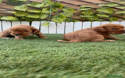 Cocker Spaniel Inglés perros en venta: COCKER SPANIEL INGLES MACHO  - Imagen 18