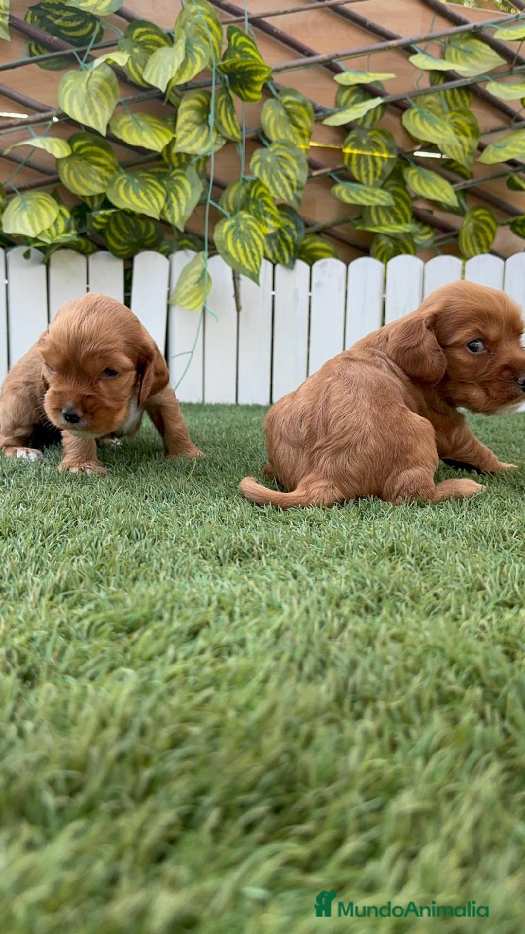 Cocker Spaniel Inglés perros en venta: COCKER SPANIEL INGLES MACHO  - Imagen 18