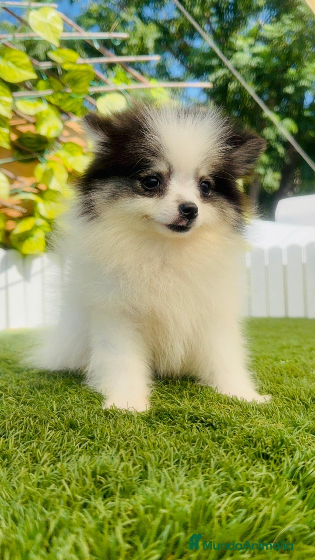 Pomerania perros en venta: POMERANIA HEMBRA ENVIOS A TODA ESPAÑA - Imagen 15