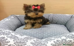 Yorkshire Terrier perros en venta: Yorkshire - Imagen 6